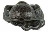 Enrolled Eldredgeops Trilobite Fossil - New York #285643-2
